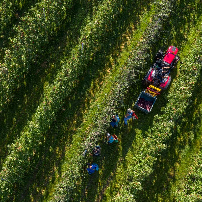 Valtra F-Serie als Schmalspurmodell im Weinberg