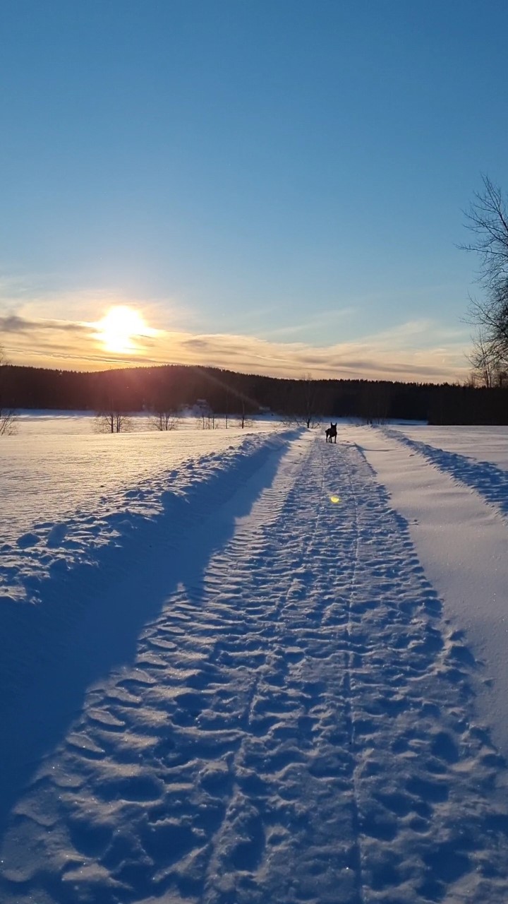 Hund im Schnee