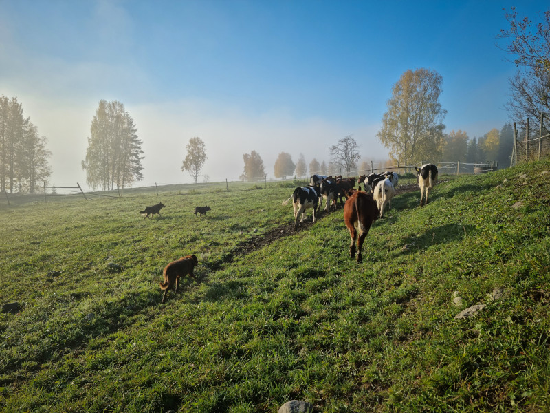 Stressarme Tierhaltung